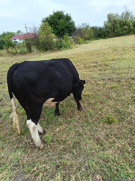 Vand taur tânăr.