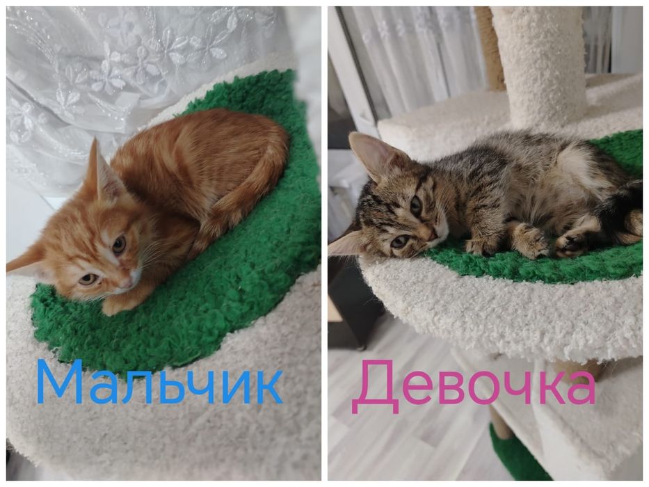 Отдам котят в добрые руки