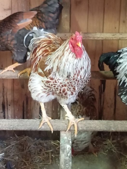 Cocoși Yandotte Argintiu, Splesh și Auriu