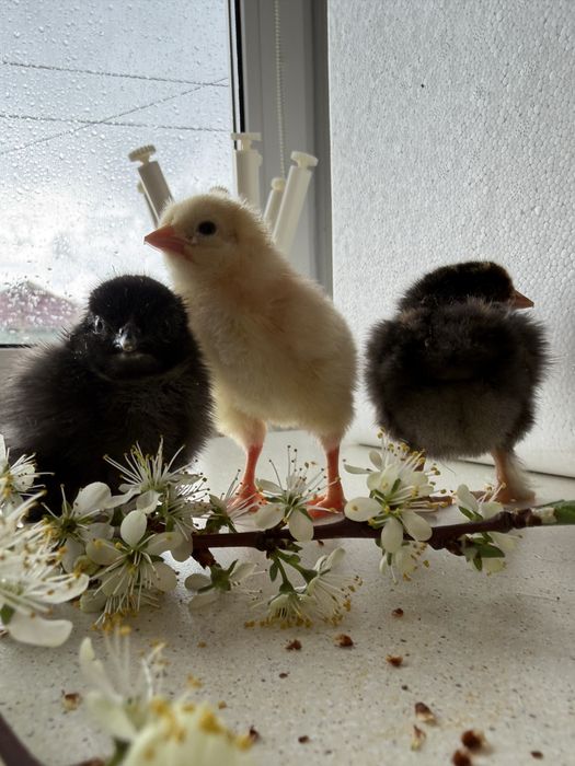 Цыплята суточные домашние