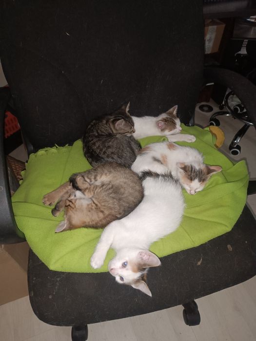 Donez pui de pisică