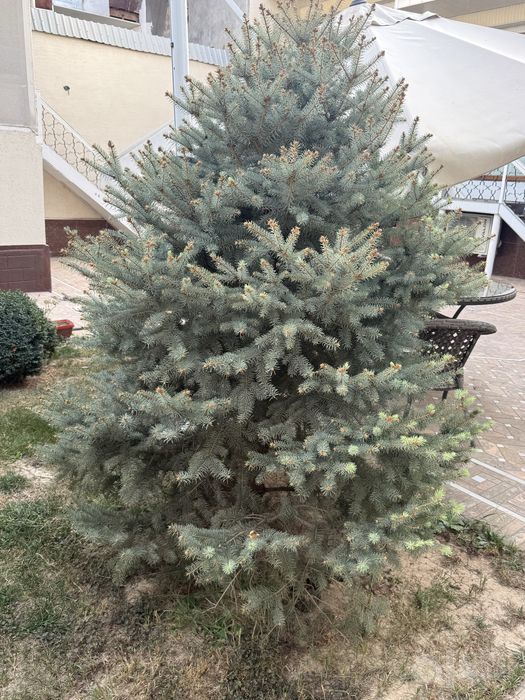 oq archa 2/20 atrofida