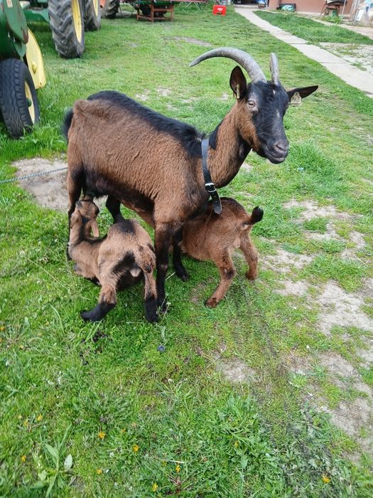 Capră alpina franceza