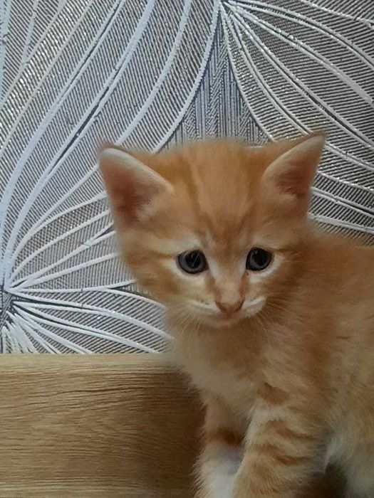 Отдам в добрые руки котят