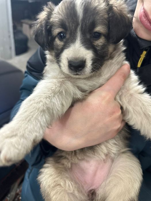 Отдам в хорошие руки