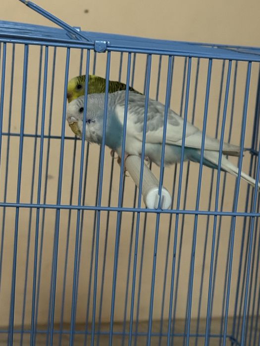 Канарейка парымен