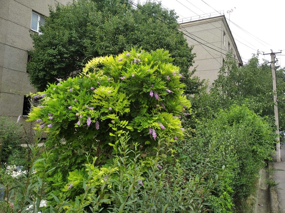 Глициния - прекрасная и душистая лиана