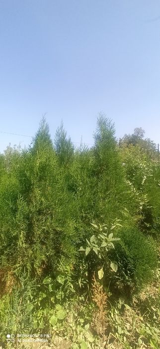 Продаётся туя брабант (западная)  от 90 см