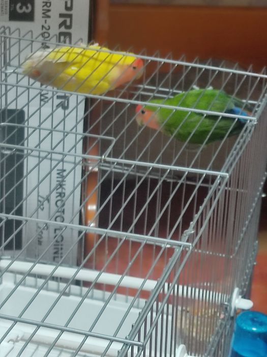 Продам Лутинов вместе клеткой домиком