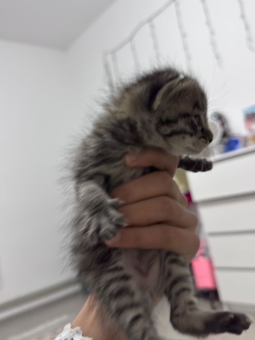 Отдам маленьких котят в добрые руки