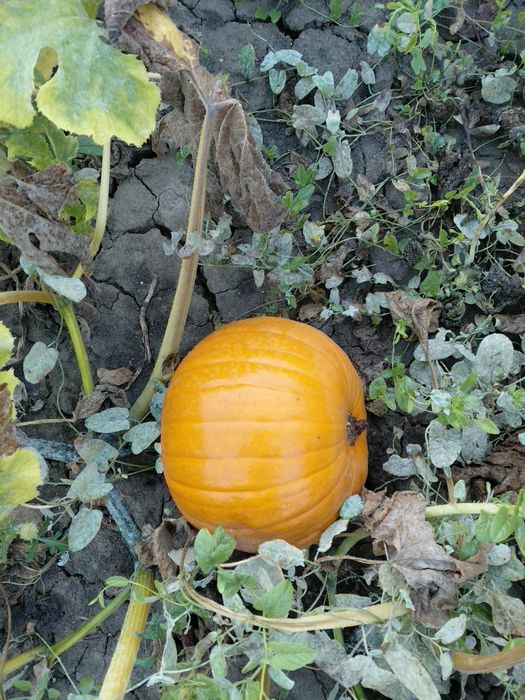 Dovleci Halloween