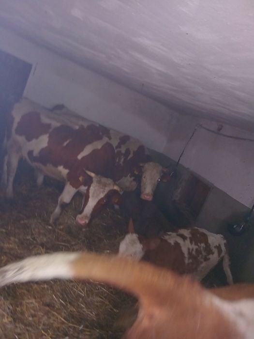 Vand 2 juninci si un vitel