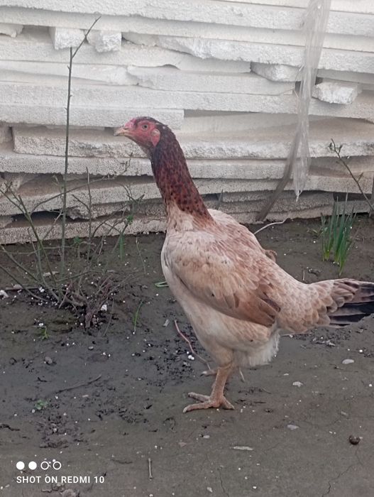 Toza tovuq  kurk bobqoldi