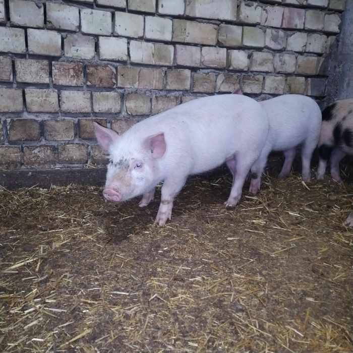 Продаётся поросята