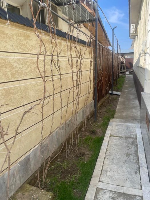 Дикий виноград декоративный кустарник