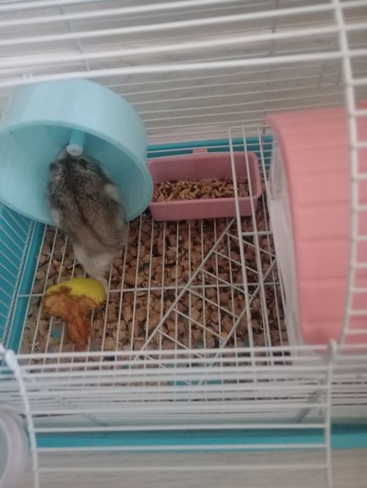 Споилер опель вектра и хомиак