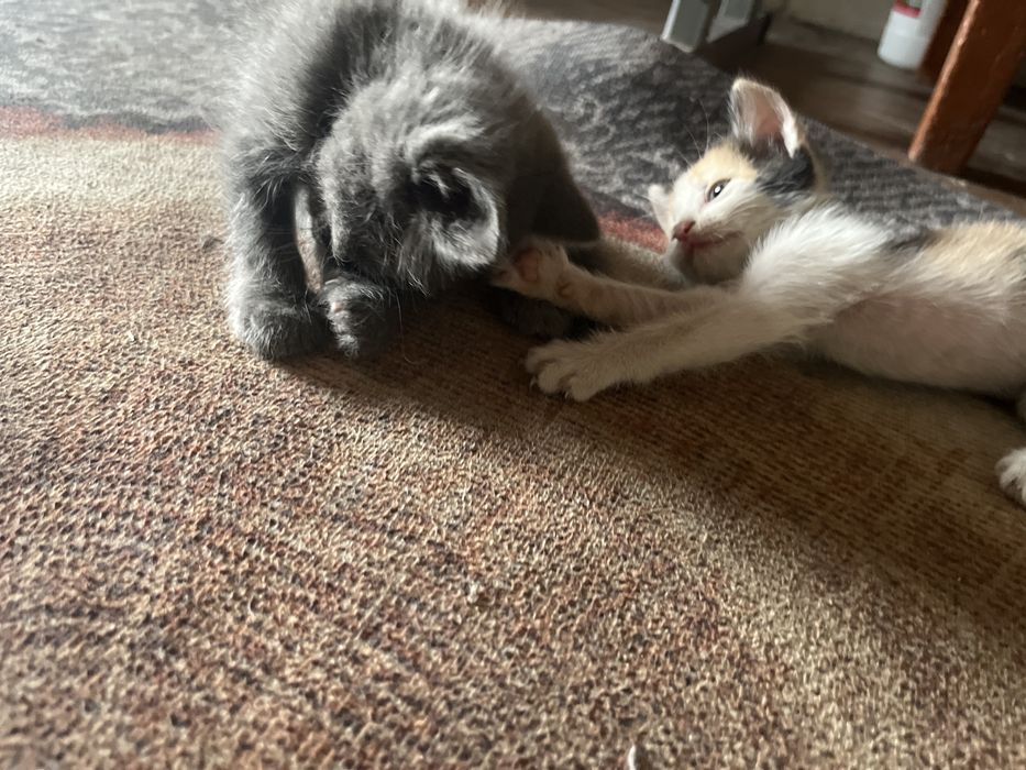 Котята бесплатно