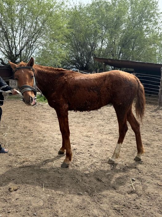 Тай 1 жасар тайлар