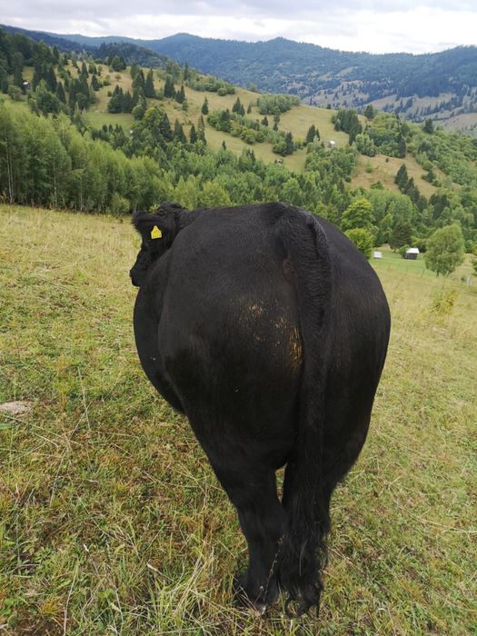 Vand taur angus