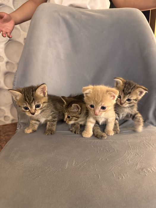 Бесплатна  кошка