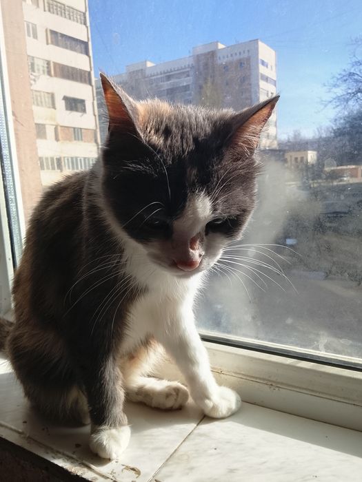 Отдам в добрые руки даром кошек и котят