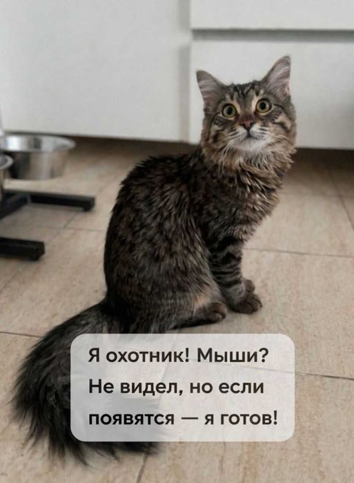 Молодой котик в поисках дома!