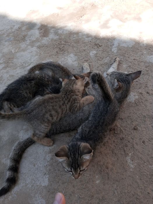 Mushukchalarni hadya qilaman