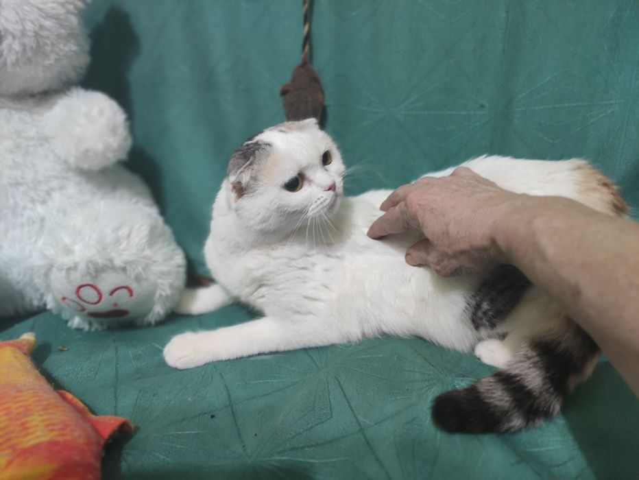 Молодая кошечка фолд