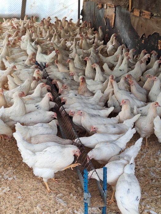 Куры несушки Коррал  Ник