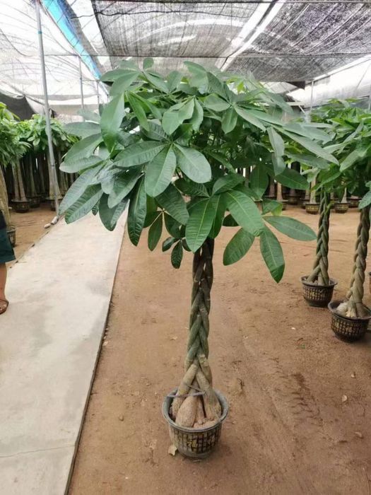 Цветы ОПТОМ! Первые руки! Цветы офисные!!!