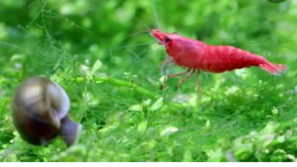 Креветка вишня Сотилади цвет красные  kizil