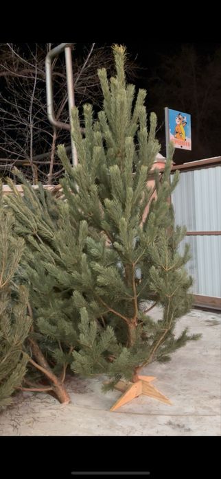 Продам  свежие Ёлки