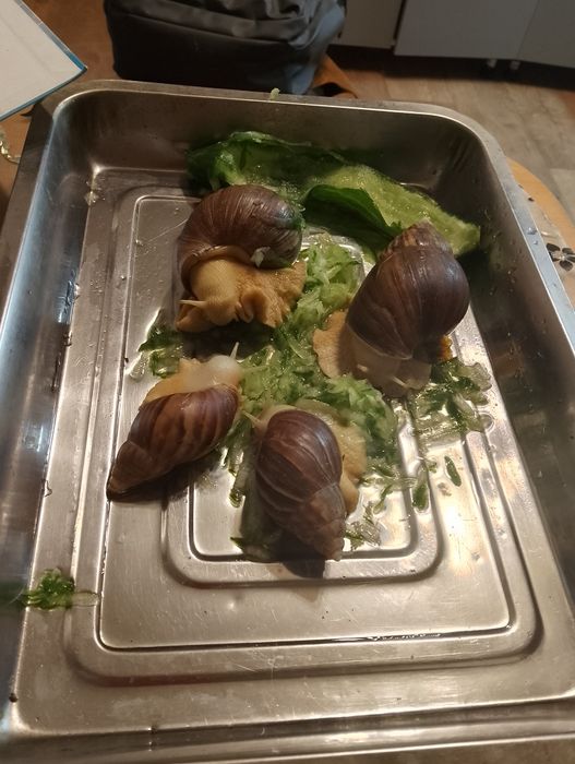 Отдам улиток ахатинцев