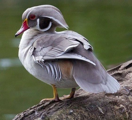 Rațe Caroline Argintii (rate exotice ,păsări de baltă Caroline silver)