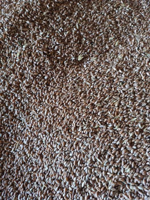Vând cereale :0760505435 grâu,orz ,porumb, floare ,ovăz șrot floare, ulei floarea