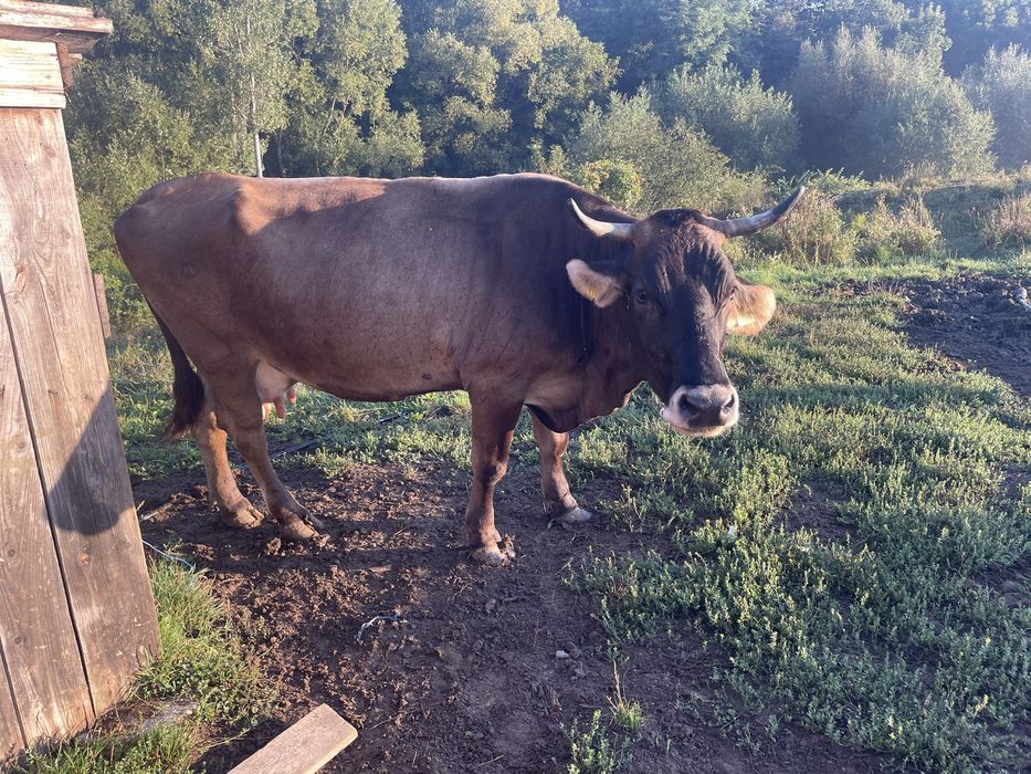 Vand vaca gestanta