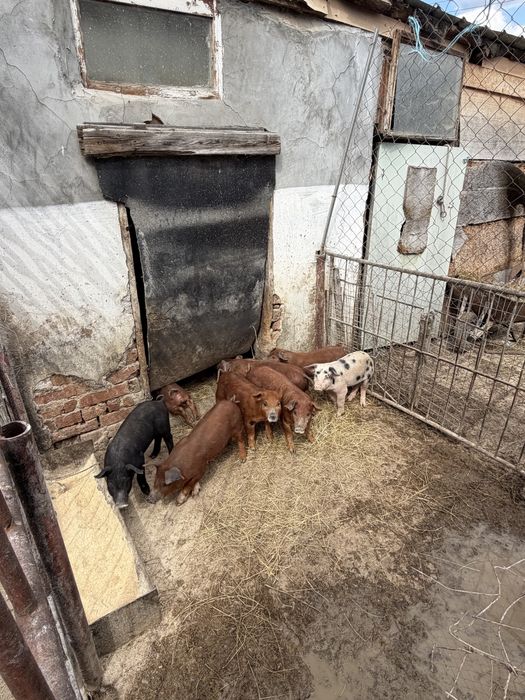 Малки Отбити Прасета