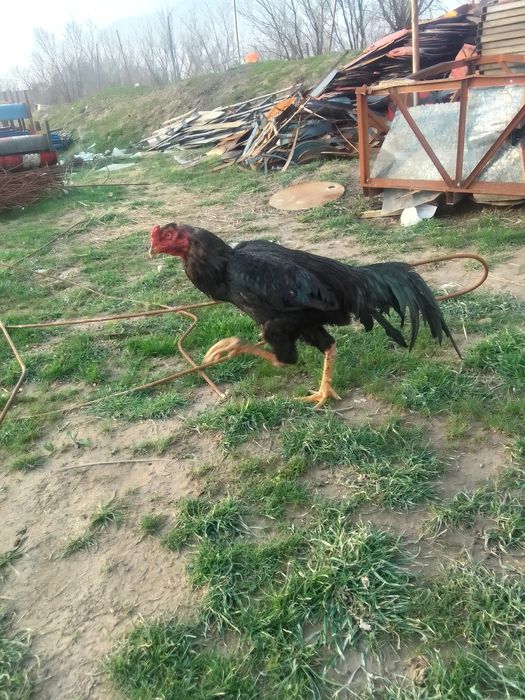 Дакан кораз  багасы 20 мың