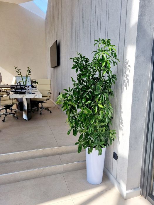 Офисные растения цветы для офиса
