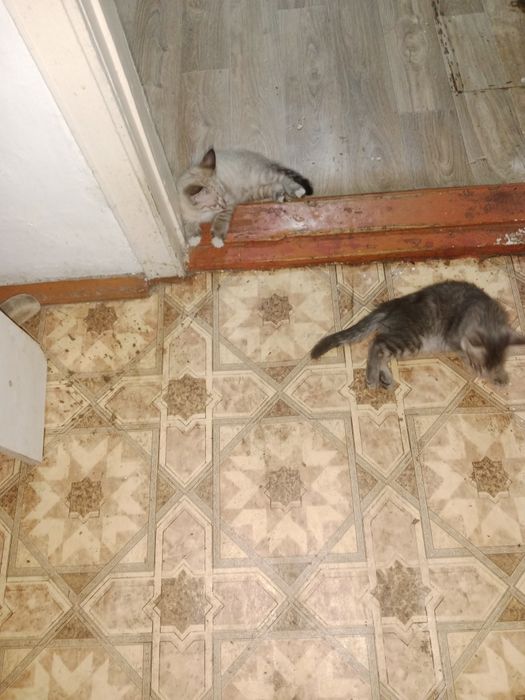 Котята бесплатно