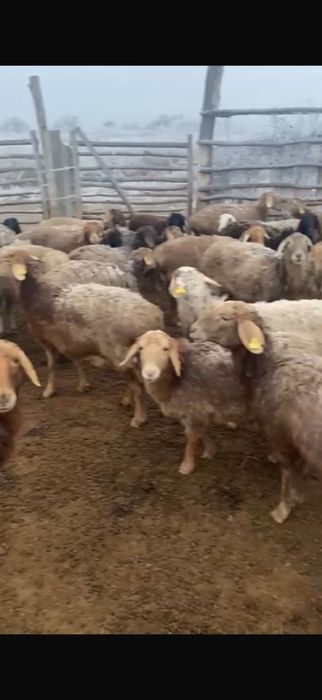 Продам баран оптом