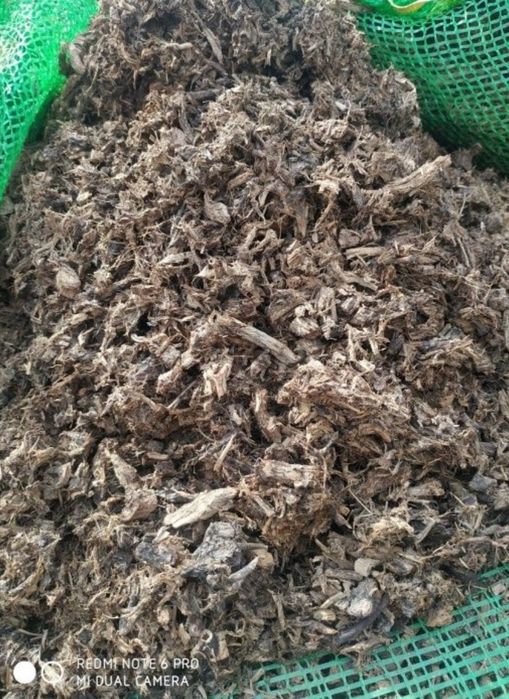 Салодковый Корен , Для Семена Грибов Вешенки