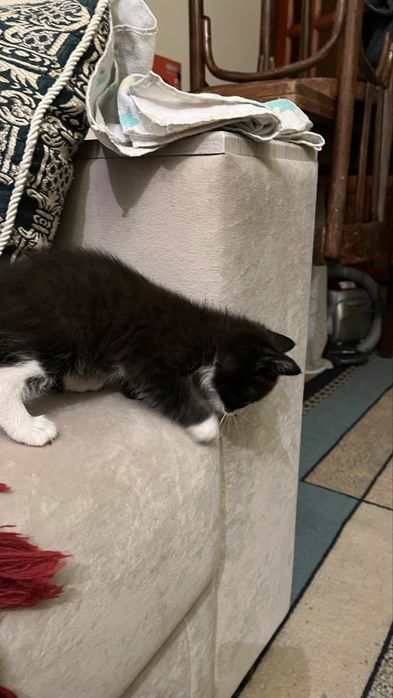 Отдаем котят в добрые руки