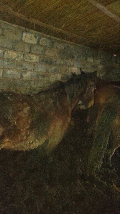 Откорм жылкы  6 бас бар семіз 2 ай