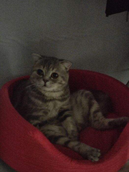 кот британец вислоухий