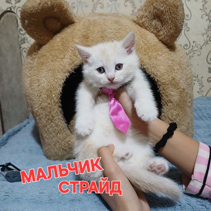 Шотландский скоттиш страйт мальчик