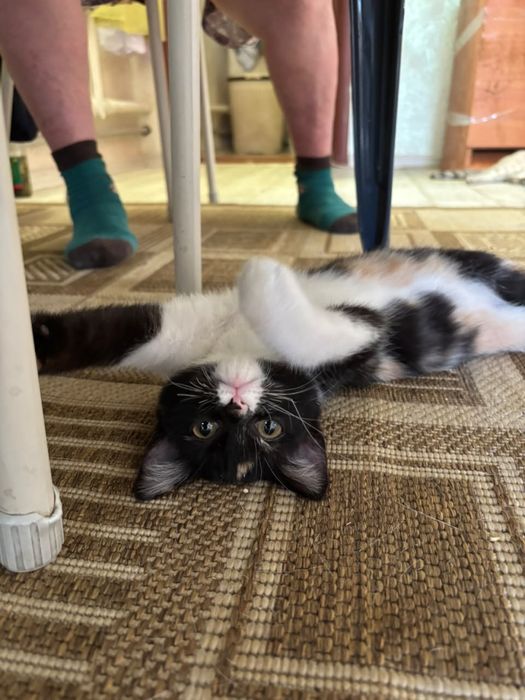 Котенок ищет свою семью