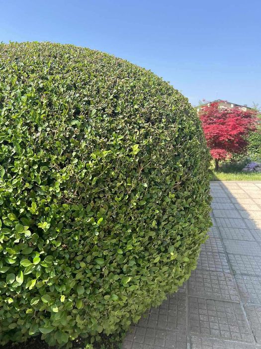 Лигуструм (жив плет)