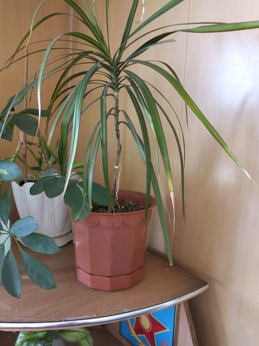 Комнатные растения