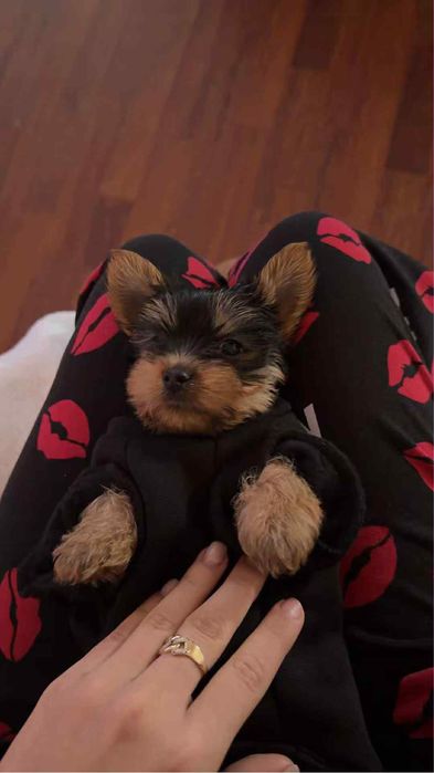 Yorkshire Terrier Toy